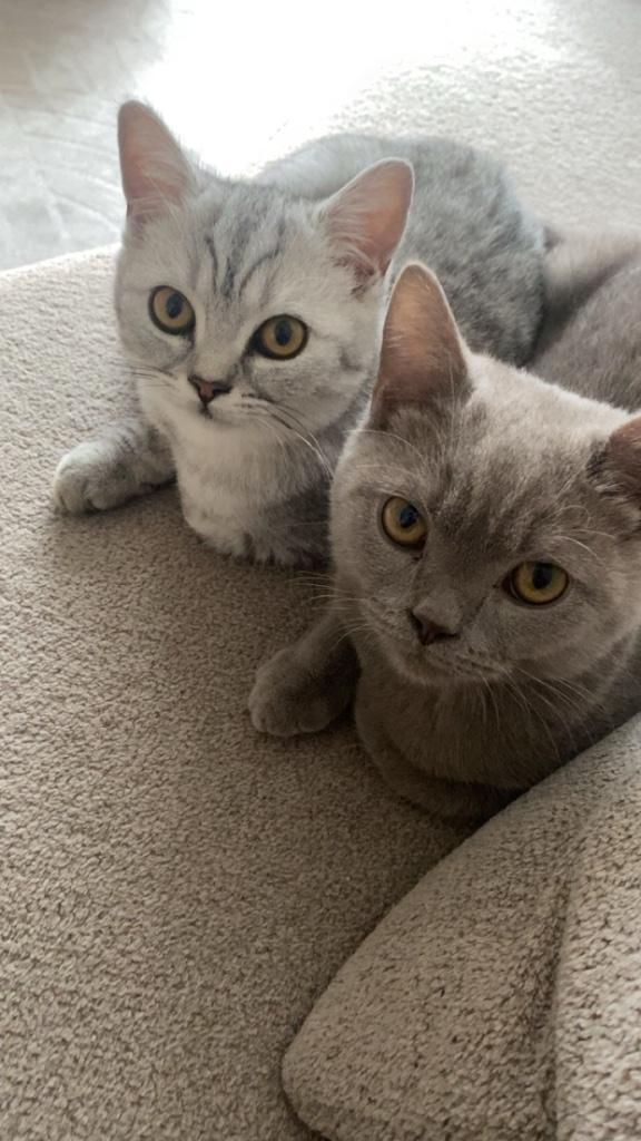 2 Britse korthaar katertjes, Dieren en Toebehoren, Katten en Kittens | Raskatten | Korthaar, Kater, 0 tot 2 jaar, Gechipt, Ontwormd