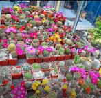 Cactussen vetplanten en levende Stenen, Tuin en Terras, Planten | Tuinplanten, Overige soorten, Volle zon, Vaste plant, Ophalen of Verzenden