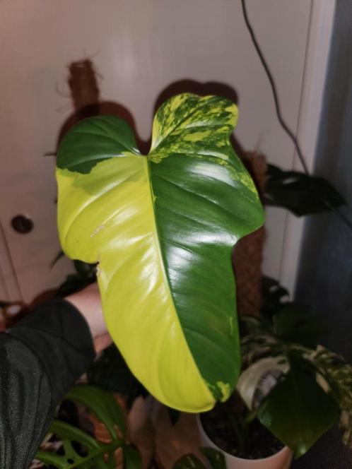 Philodendron violin variegata stek, Huis en Inrichting, Kamerplanten, Overige soorten, Minder dan 100 cm, Ophalen