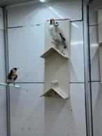 Wittekeel mojor, Meerdere dieren, Wildzangvogel, Geringd