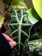 Alocasia Polly Aurea, Huis en Inrichting, Ophalen of Verzenden, Overige soorten, Minder dan 100 cm