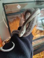 white sided pantherophis obsoletus, Dieren en Toebehoren, Slang, 0 tot 2 jaar