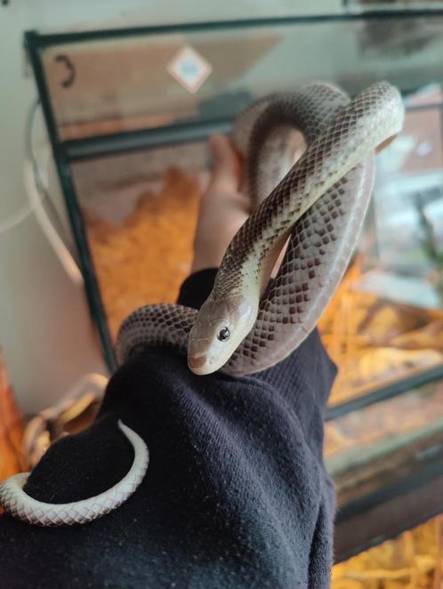 white sided pantherophis obsoletus, Dieren en Toebehoren, Reptielen en Amfibieën, Slang, 0 tot 2 jaar