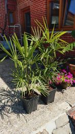 Winterharde Palmen trachycarpus fortunei, Tuin en Terras, Planten | Tuinplanten, Ophalen, Zomer, Overige soorten, Volle zon