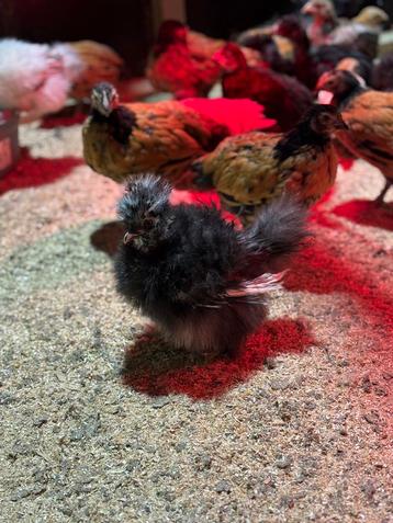 Zijdehoen kuikens te koop beschikbaar voor biedingen