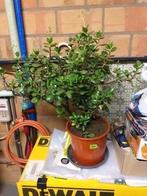 Crassulla vetplant, Huis en Inrichting, Kamerplanten, Ophalen, Vetplant, Halfschaduw, Minder dan 100 cm