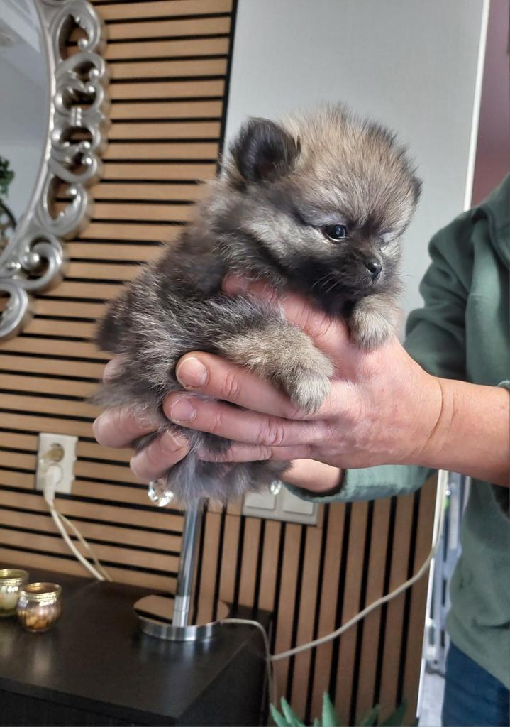 Pomeriaan/pomchi teefje 8 weken, Dieren en Toebehoren, Honden | Chihuahua's en Gezelschapshonden, Teef, Overige rassen, Particulier