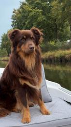 Australian shepherd dekreu, Dieren en Toebehoren, Rabiës (hondsdolheid), Reu, Eén hond, 3 tot 5 jaar