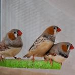 Zebravink mannen, Mannelijk, Geringd