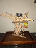 Java speelboom, Mannelijk, Parkiet