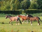 A-WELSH PONY'S TE KOOP. WELSH., Dieren en Toebehoren, Pony's, 0 tot 2 jaar, A pony (tot 1.17m), Onbeleerd, Meerdere dieren
