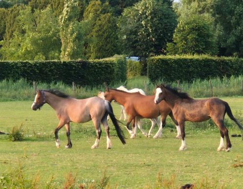 A-WELSH PONY'S TE KOOP. WELSH., Dieren en Toebehoren, Pony's, Meerdere dieren, Onbeleerd, A pony (tot 1.17m), Recreatiepony, 0 tot 2 jaar
