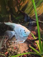 Maanvis (Pterophyllum scalare), Vis, Zoetwatervis, Schoolvis