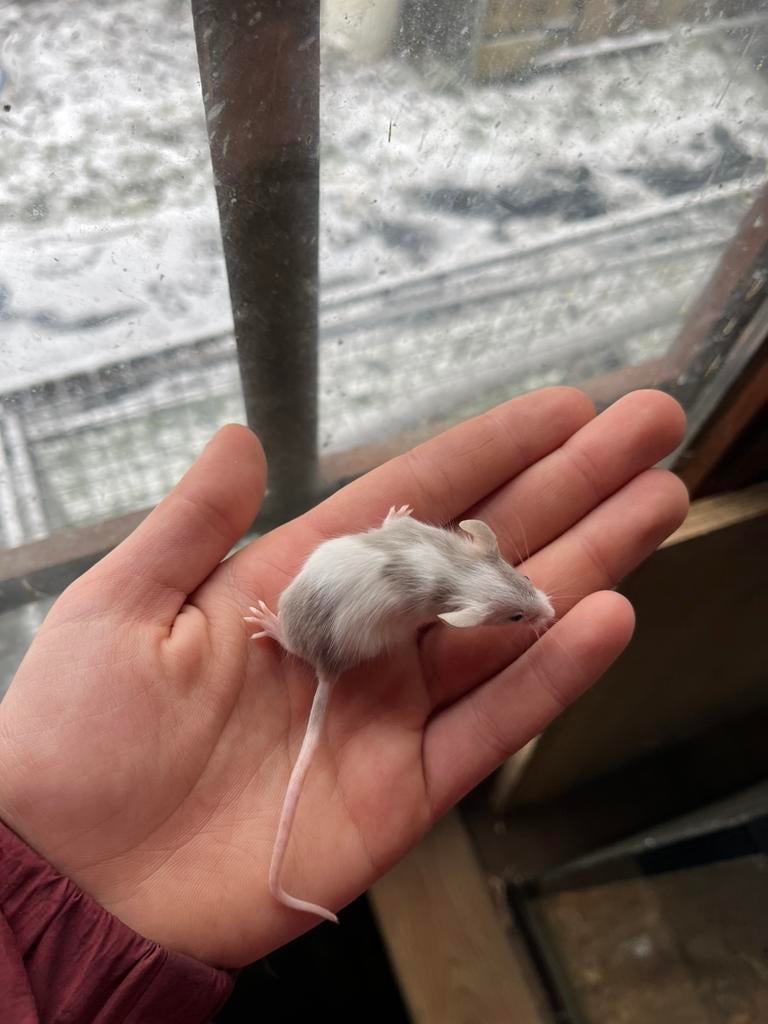 Handtamme Kleurmuisjes, Dieren en Toebehoren, Knaagdieren, Meerdere dieren, Muis, December, Tam