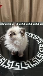 Britse langhaar kittens, Dieren en Toebehoren, Katten en Kittens | Overige Katten, Meerdere dieren, Langharig, 0 tot 2 jaar