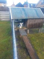 Konijnen te koop, Ophalen of Verzenden, 110 cm of meer, Kooi, Minder dan 60 cm