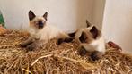 Unieke Olhos Azuis X Siamees langhaar nog 1 katertje, Dieren en Toebehoren, Katten en Kittens | Overige Katten, Meerdere dieren
