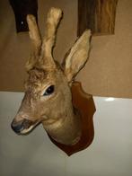 Hertenkop, Ophalen of Verzenden, Zo goed als nieuw, Hert, Gewei of Kop