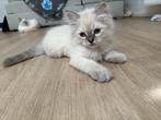 Ragdoll kittens, Ontwormd