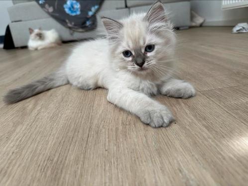 Ragdoll kittens, Dieren en Toebehoren, Katten en Kittens | Raskatten | Langhaar, Ontwormd
