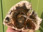 Versteend hout schijf plak dubbel gepolijst mineralen, Verzamelen, Mineralen en Fossielen, Ophalen of Verzenden, Mineraal