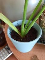 Sanseveria kamerplant in pot, Ophalen, Overige soorten, Halfschaduw, In pot