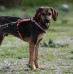 GaGa Animal Care - BOLT (kan naar NL komen), Dieren en Toebehoren, Honden | Niet-rashonden, Particulier, Rabiës (hondsdolheid)