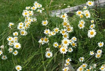 Stekjes en zaden tuinplant bloem margriet beschikbaar voor biedingen
