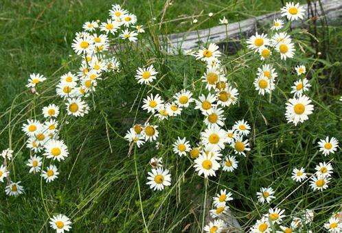 Stekjes en zaden tuinplant bloem margriet, Tuin en Terras, Planten | Tuinplanten, Overige soorten, Volle zon, Zomer, Ophalen