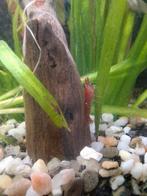 Rode garnalen, Dieren en Toebehoren, Vissen | Aquariumvissen, Kreeft, Krab of Garnaal