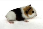 Lief choco-buff-wit gladhaar beertje, Dieren en Toebehoren, Cavia, Mannelijk, Juli, Tam