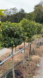 Portugeese laurier, Ophalen, Halfschaduw, Overige soorten, 100 tot 250 cm