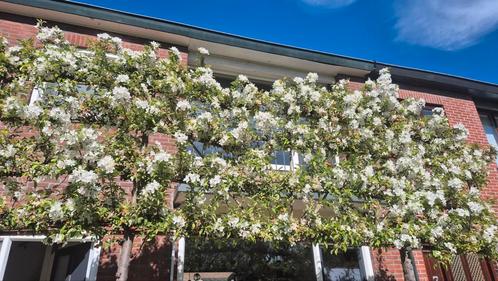 Leiboom sierappel, Tuin en Terras, Planten | Bomen, Overige soorten, Volle zon, Ophalen