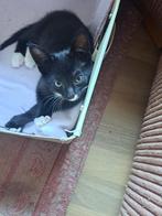 lieve kittens, Dieren en Toebehoren, Katten en Kittens | Raskatten | Korthaar