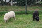 Schapen, Dieren en Toebehoren, Schapen, Geiten en Varkens, Mannelijk, Schaap, 0 tot 2 jaar
