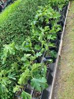 Vijgenbomen te koop, Ophalen, Minder dan 100 cm, Lente, In pot