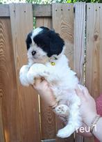 Schattige boomer pups, Dieren en Toebehoren, Honden | Niet-rashonden, 8 tot 15 weken, Meerdere, Meerdere dieren, Klein