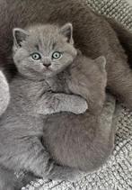 Raszuivere britse korthaar kittens, Dieren en Toebehoren, Katten en Kittens | Raskatten | Korthaar, Meerdere dieren, Ontwormd
