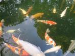 Complete koivijver, Dieren en Toebehoren, Karper of Koi