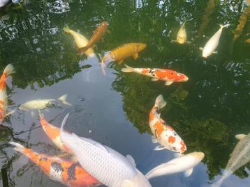 Complete koivijver beschikbaar voor biedingen