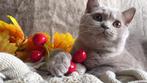 Anise - Britse Korthaar kitten met uitstekende stamboom