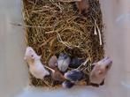 Te koop mooie kleure jonge goud hamsters tam, Dieren en Toebehoren, Hamster, Juli, Meerdere dieren, Tam
