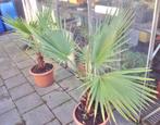 WASHINGTONIA FILIFERA nog 1 stuks, plm 12 jaar oud, Bloeit niet, Overige soorten, 100 tot 250 cm, Ophalen