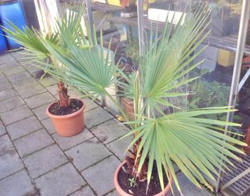 WASHINGTONIA FILIFERA nog 1 stuks, plm 12 jaar oud beschikbaar voor biedingen
