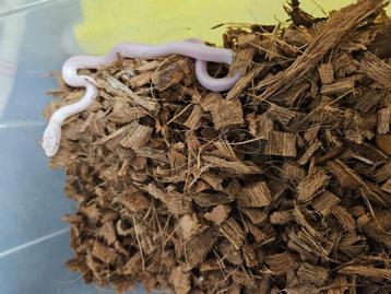 Pantherophis obsoleta lindheimeri Texaanse rattenslang beschikbaar voor biedingen