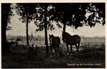 Gezicht op de Lochemse toren - paarden - 1955 gelopen beschikbaar voor biedingen