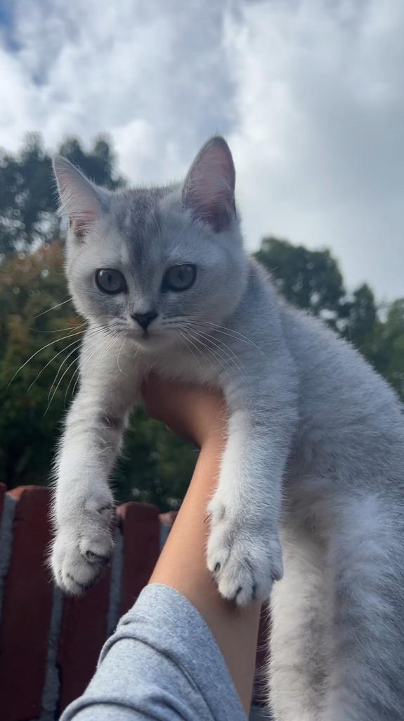 🌸 2 Britse Korthaar Kittens🌸- speels, kinderen gewend, Dieren en Toebehoren, Katten en Kittens | Raskatten | Korthaar, Meerdere dieren