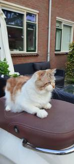 Lieve Ragdoll Kater - Seal Point Mitted Lynx🐾, Dieren en Toebehoren, Katten en Kittens | Raskatten | Langhaar, Kater, Ontwormd