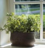 Brynxz buxus, zijdetak, groen, plant, zijdebloemen, Huis en Inrichting, Www.jufbrocante.nl, Www.jufbrocante.nl, Nieuw, Ophalen of Verzenden