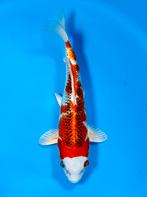 VHQ Tateshita Kujaku 25-30cm Wada Japanse koi, Dieren en Toebehoren, Karper of Koi